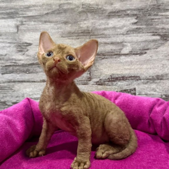 Devon Rex NOV Paskal