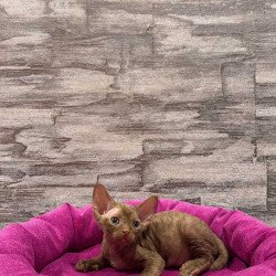 Devon Rex NOV Paskal