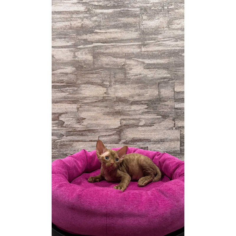 Devon Rex NOV Paskal