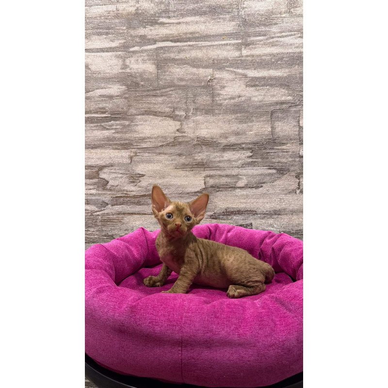 Devon Rex NOV Paskal