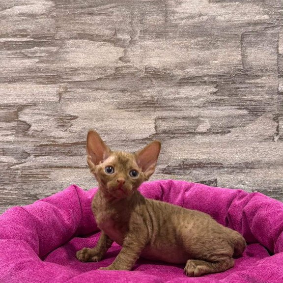 Devon Rex NOV Paskal