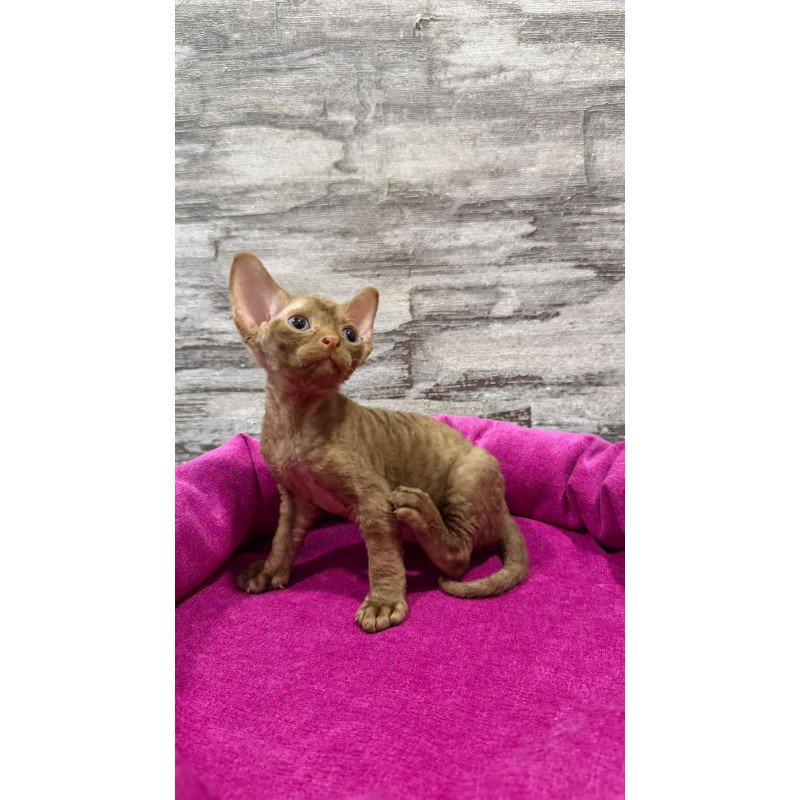 Devon Rex NOV Paskal