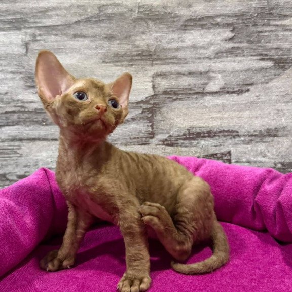 Devon Rex NOV Paskal