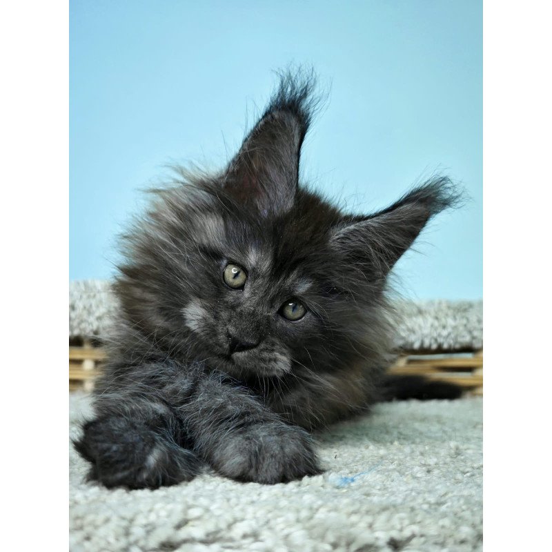 Maine Coon NOV Harry