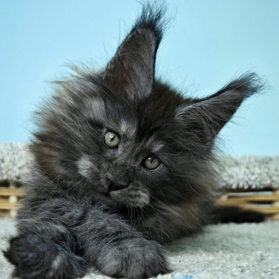 Maine Coon NOV Harry