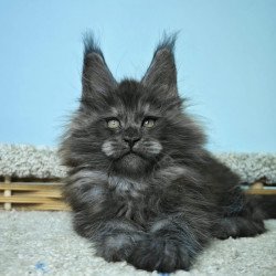 Maine Coon NOV Harry
