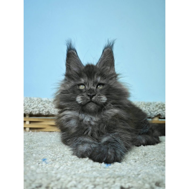 Maine Coon NOV Harry