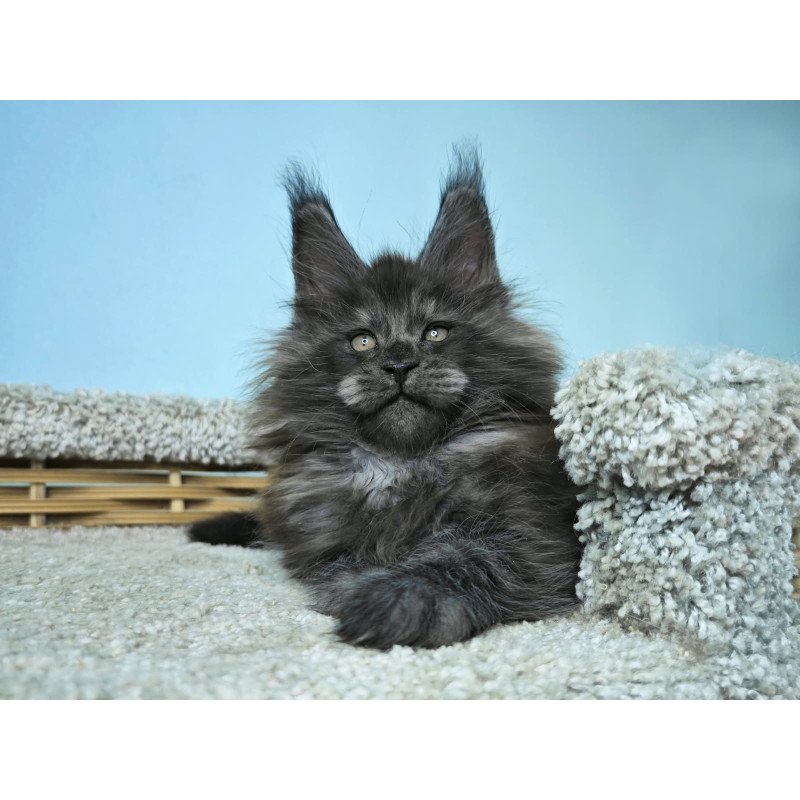 Maine Coon NOV Harry