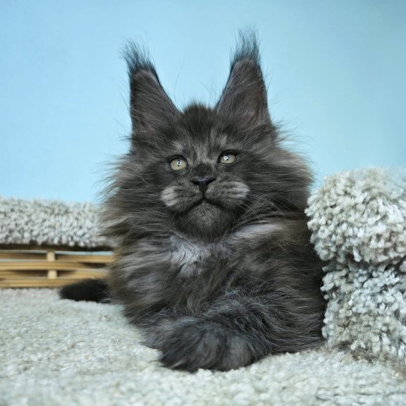 Maine Coon NOV Harry