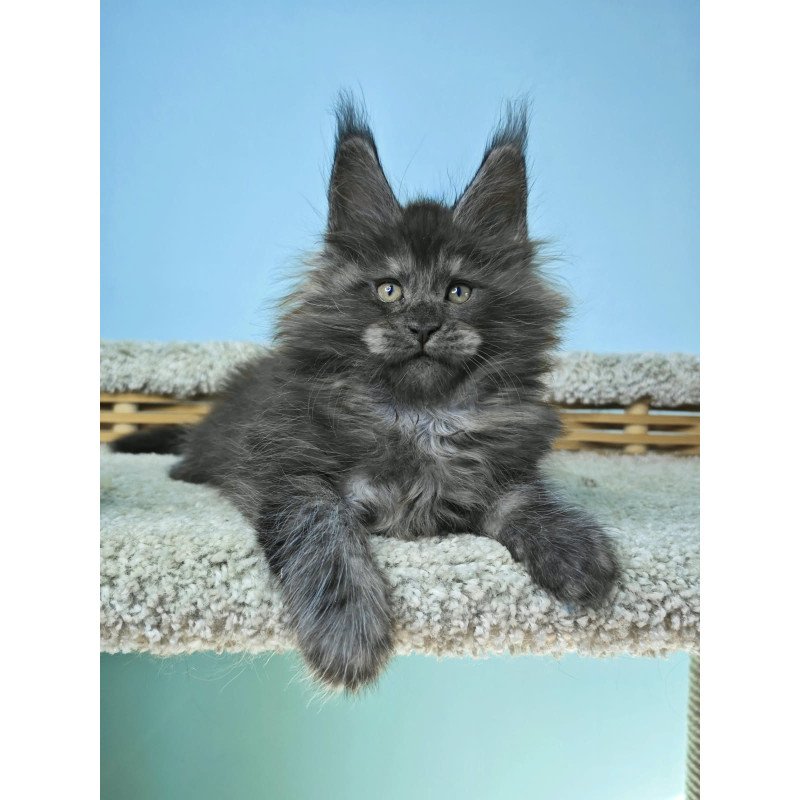 Maine Coon NOV Harry