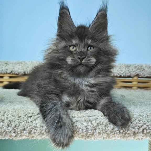 Maine Coon NOV Harry