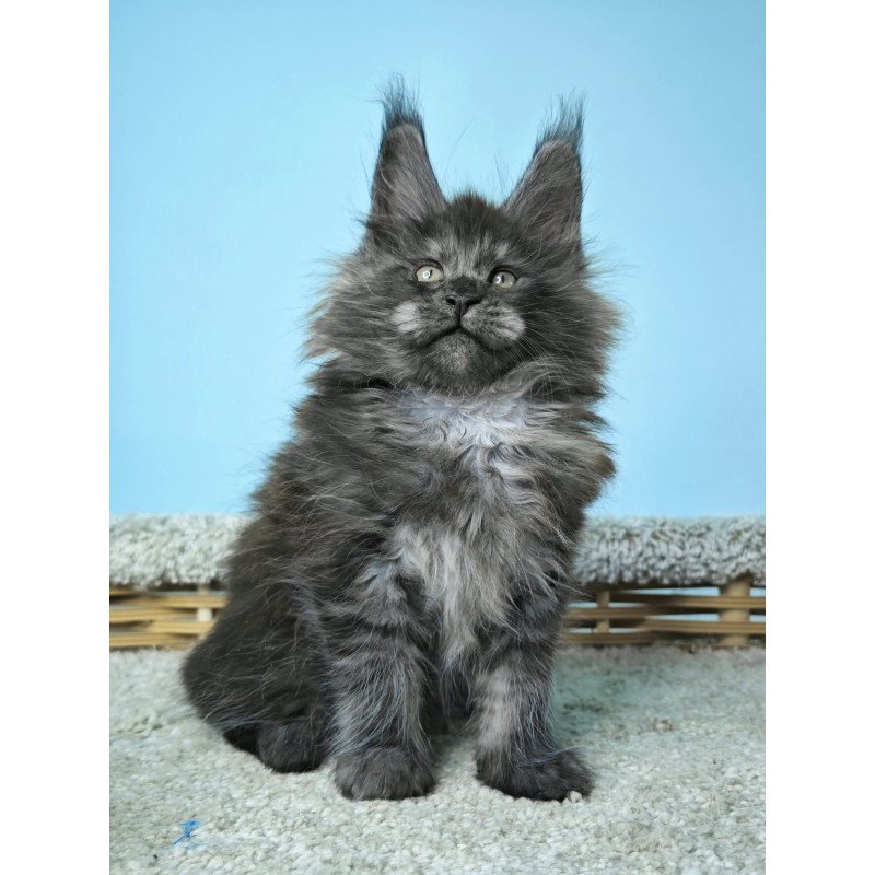 Maine Coon NOV Harry