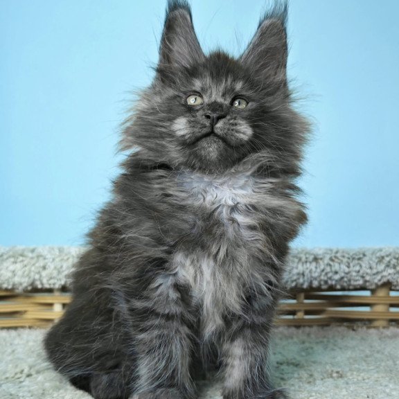 Maine Coon NOV Harry