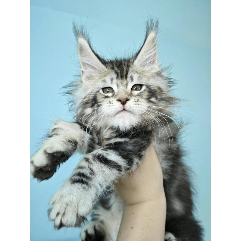 Maine Coon NOV Henry