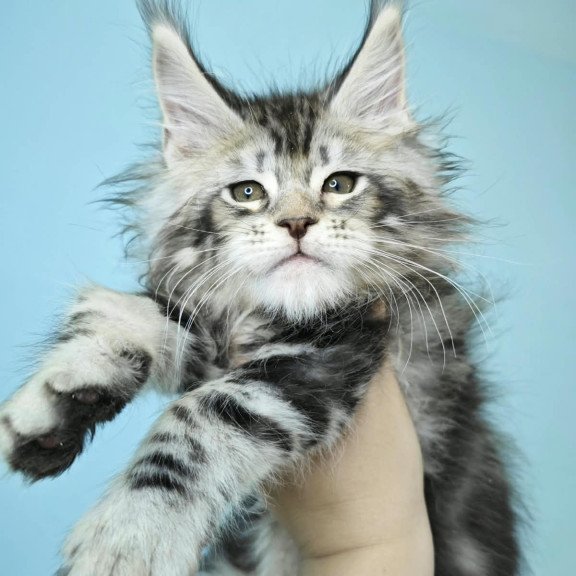 Maine Coon NOV Henry