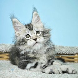 Maine Coon NOV Henry