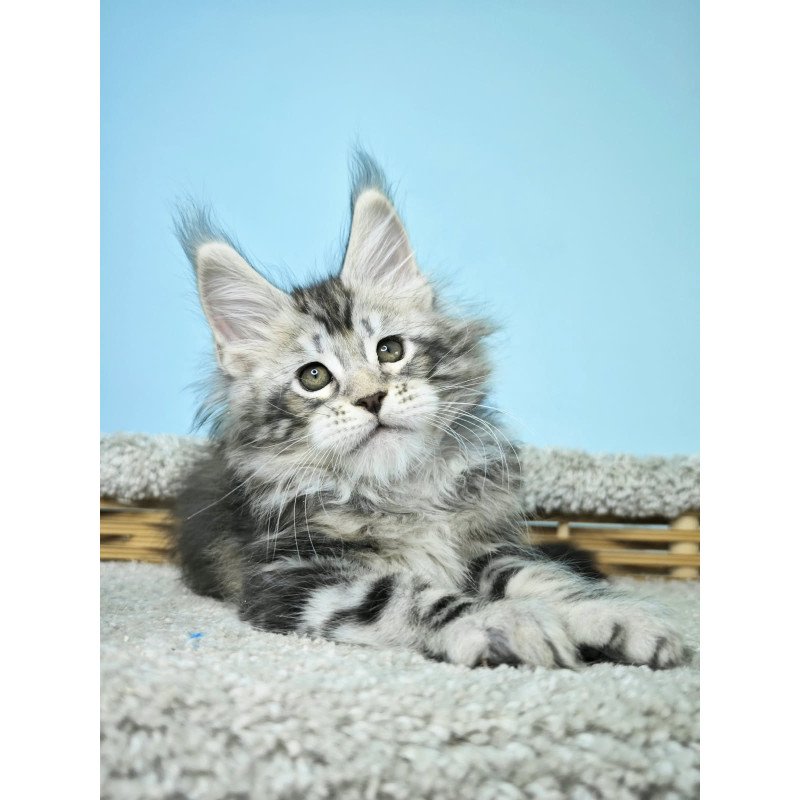 Maine Coon NOV Henry