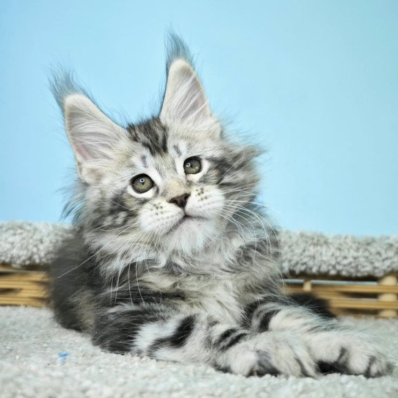 Maine Coon NOV Henry