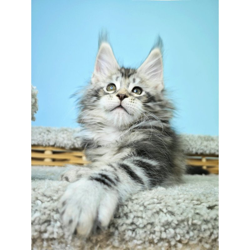 Maine Coon NOV Henry