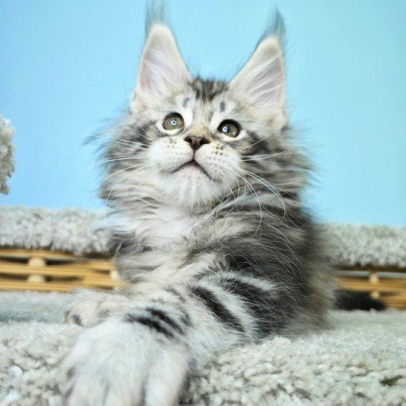 Maine Coon NOV Henry