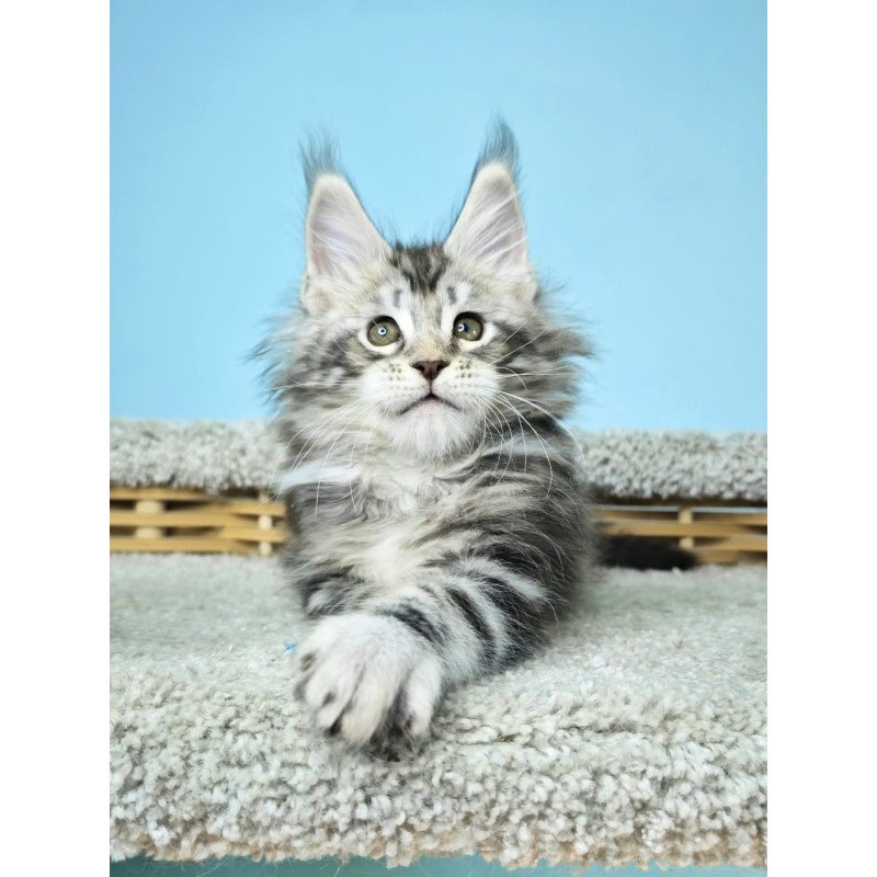 Maine Coon NOV Henry