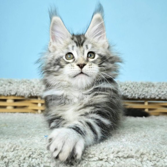 Maine Coon NOV Henry