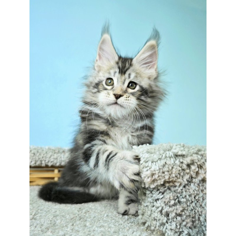 Maine Coon NOV Henry