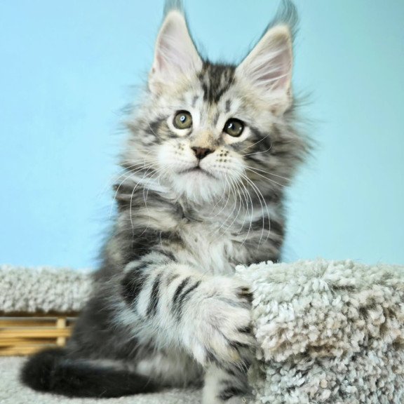 Maine Coon NOV Henry