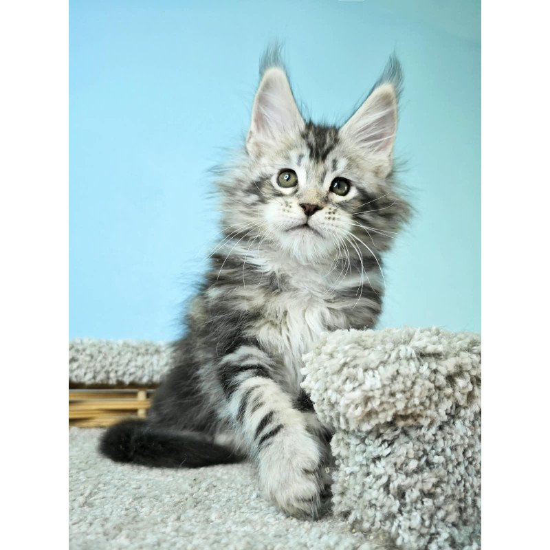 Maine Coon NOV Henry