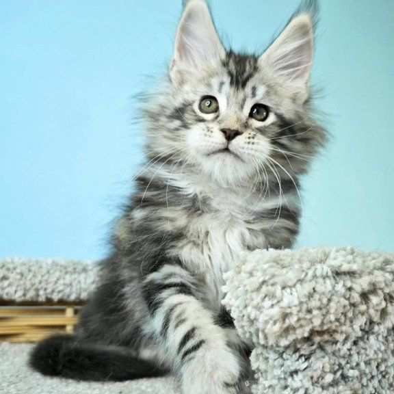 Maine Coon NOV Henry
