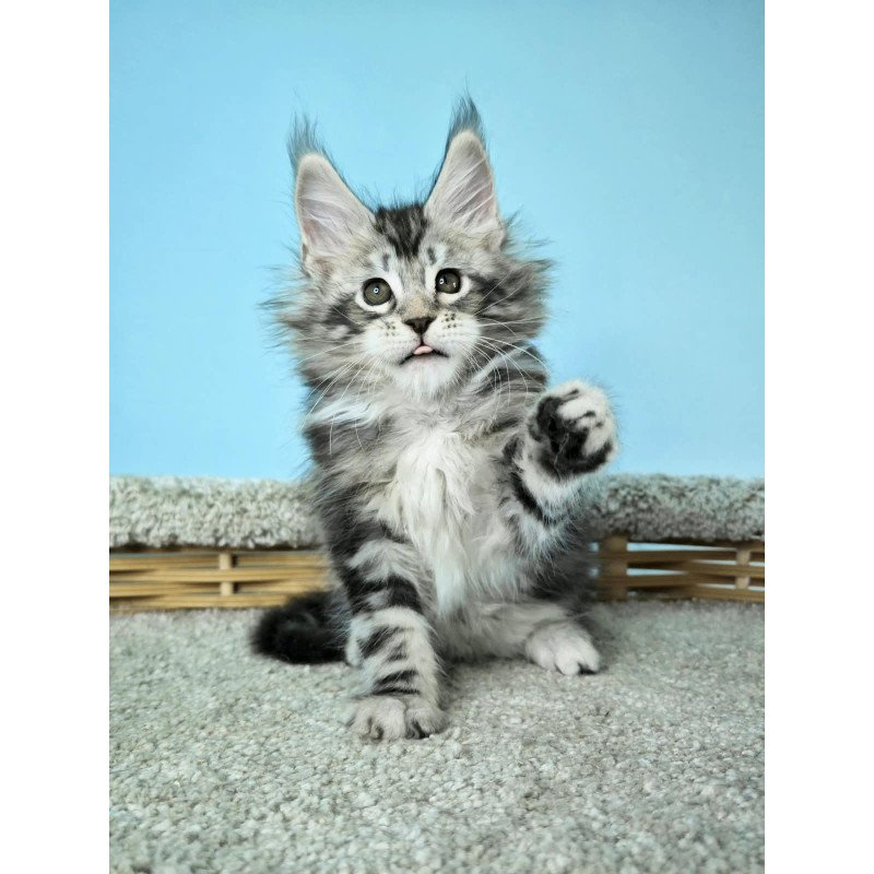 Maine Coon NOV Henry