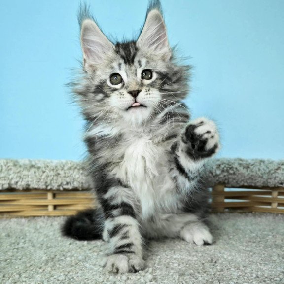 Maine Coon NOV Henry