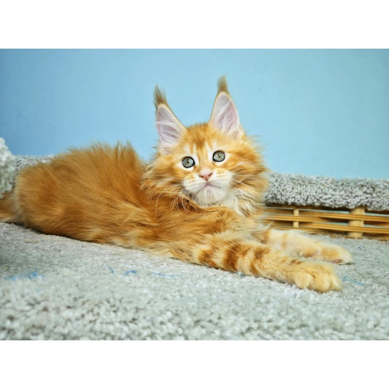 Maine Coon NOV Hurrem