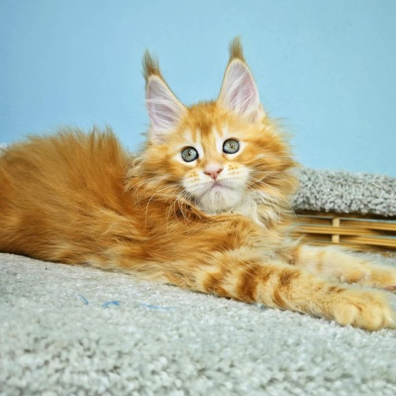 Maine Coon NOV Hurrem