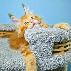 Maine Coon NOV Hurrem