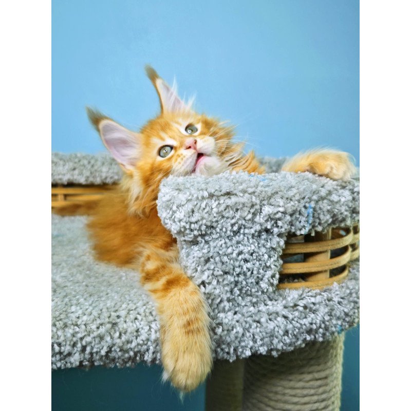 Maine Coon NOV Hurrem