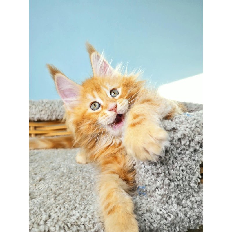 Maine Coon NOV Hurrem