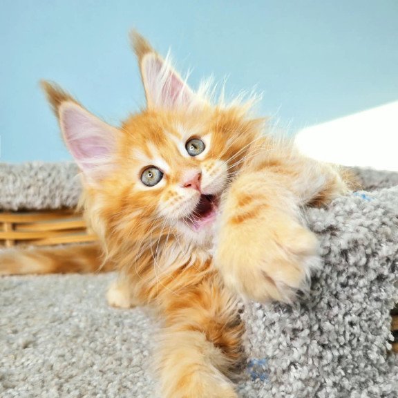 Maine Coon NOV Hurrem