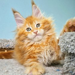 Maine Coon NOV Hurrem