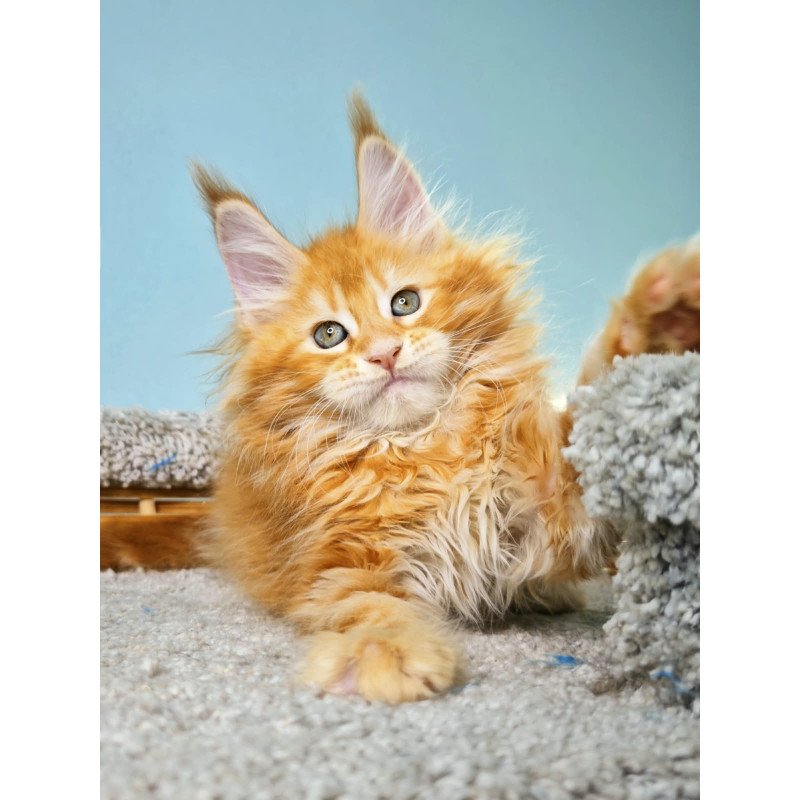 Maine Coon NOV Hurrem