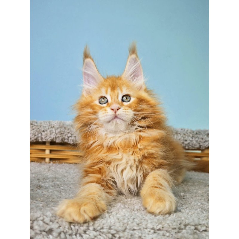 Maine Coon NOV Hurrem