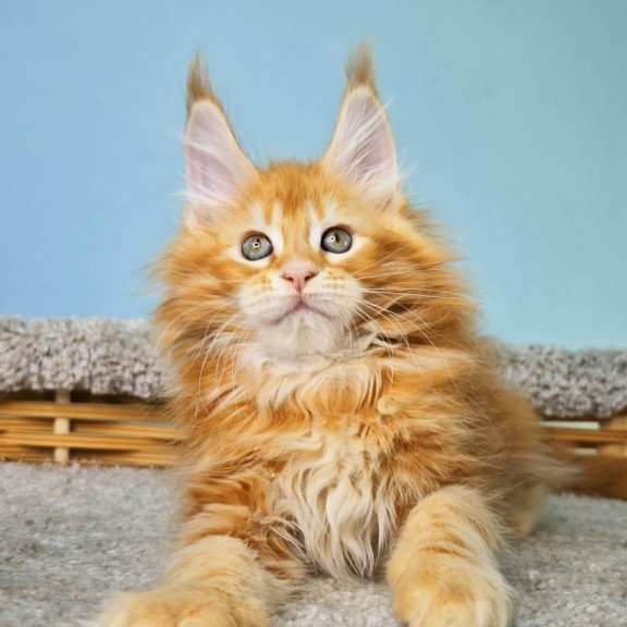 Maine Coon NOV Hurrem