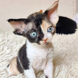 Devon Rex NOV Leya