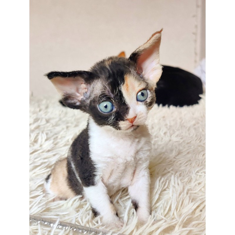 Devon Rex NOV Leya