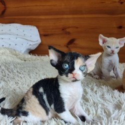 Devon Rex NOV Leya