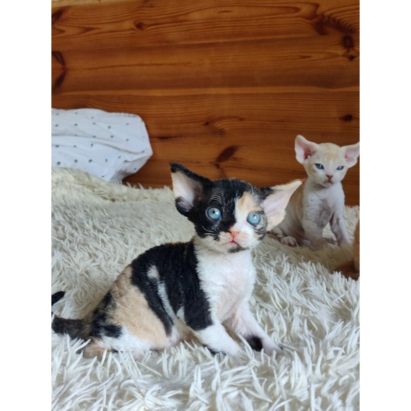 Devon Rex NOV Leya