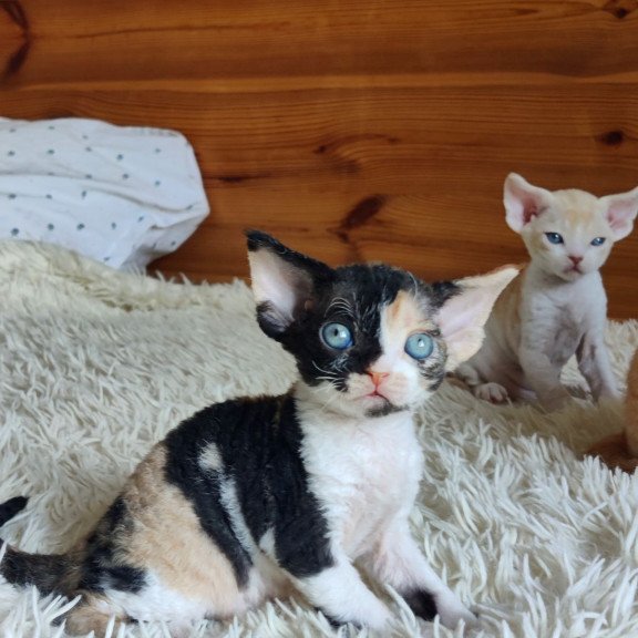 Devon Rex NOV Leya