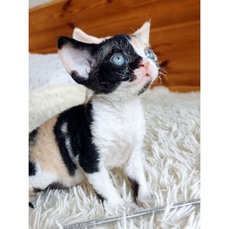 Devon Rex NOV Leya
