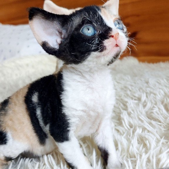 Devon Rex NOV Leya