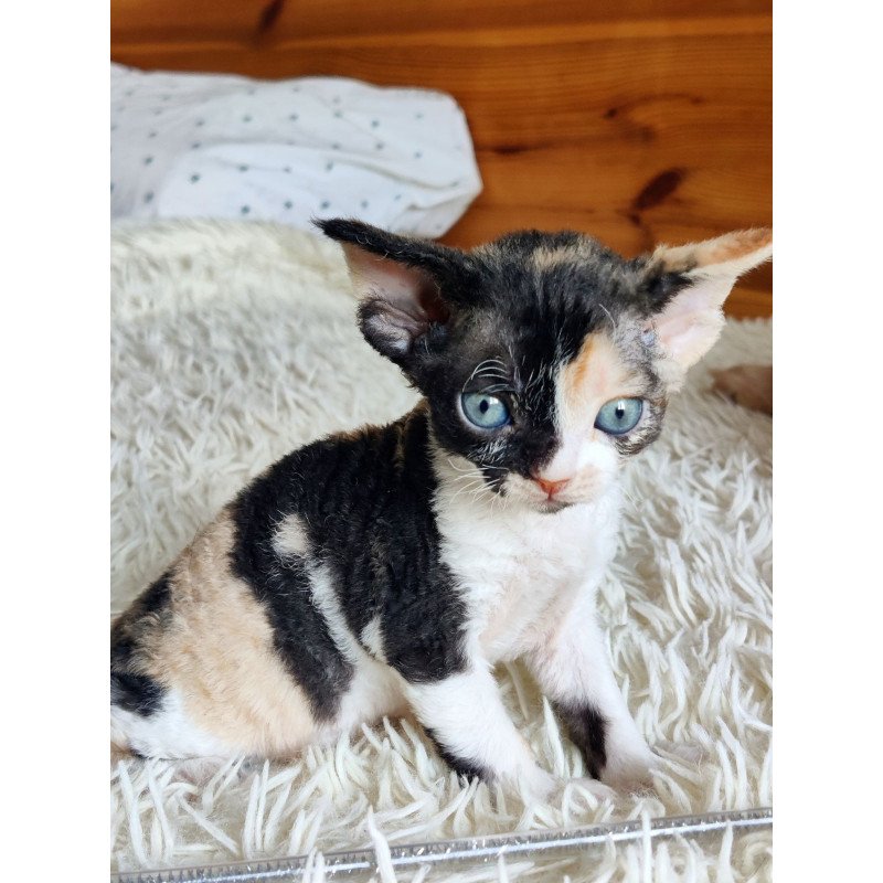 Devon Rex NOV Leya